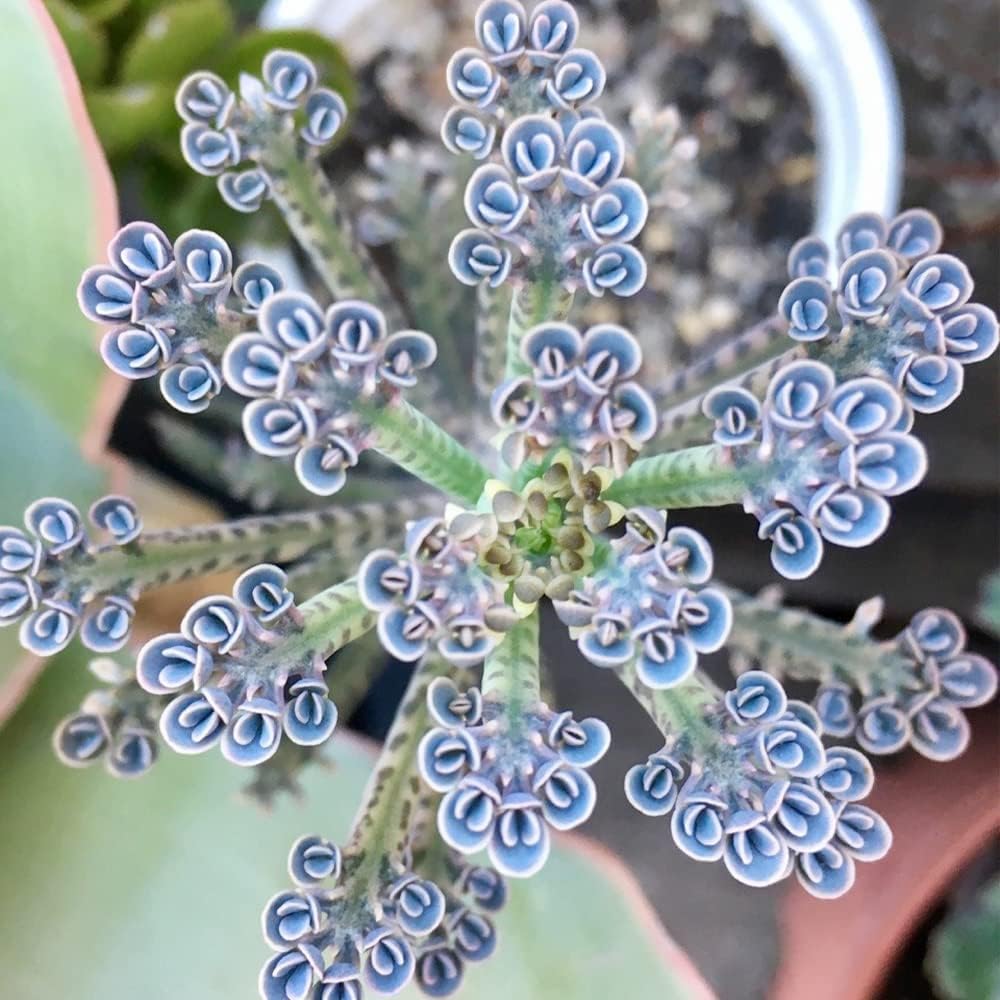 kalanchoe bonsai flower seeds