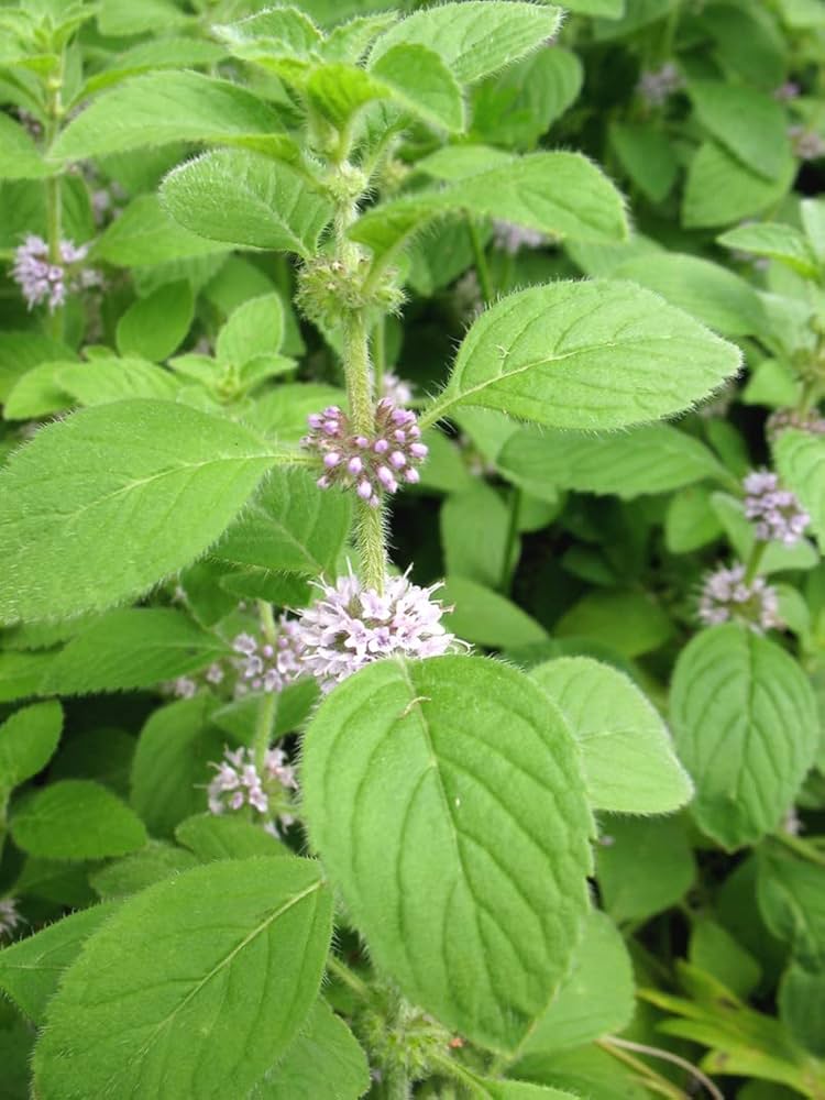 Pink United herb seeds