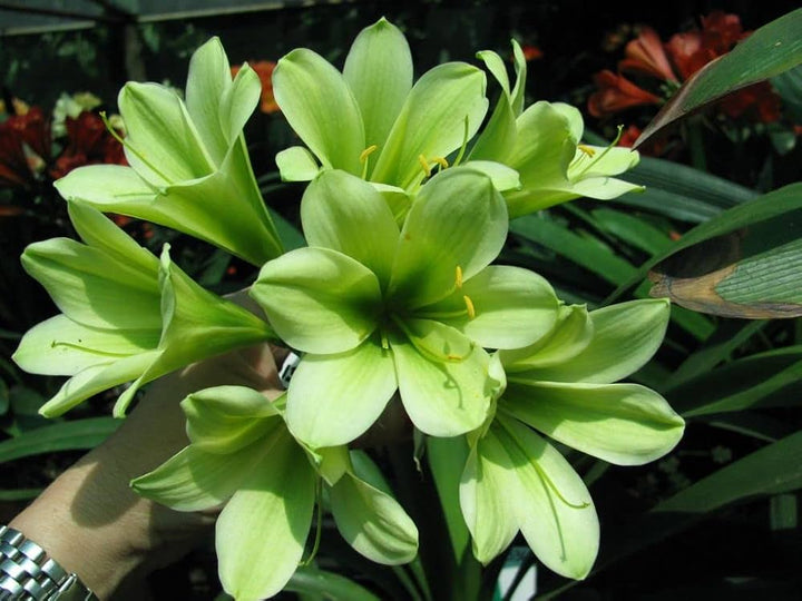 Green Perennial Clivia Flower Seeds for Planting – Heirloom Non-GMO Organic Garden Seeds