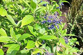 bluefebrifugafruitheirloomnongmo flower seeds