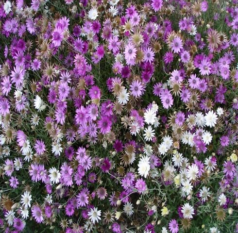 Purple White Xeranthemum Flower Seeds – Heirloom Non-GMO High Germination Organic Garden