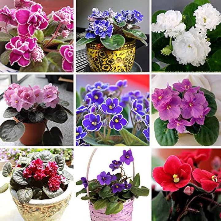 Mixed Saintpaulia Flower Seeds – Heirloom, Non-GMO, High Germination Seeds