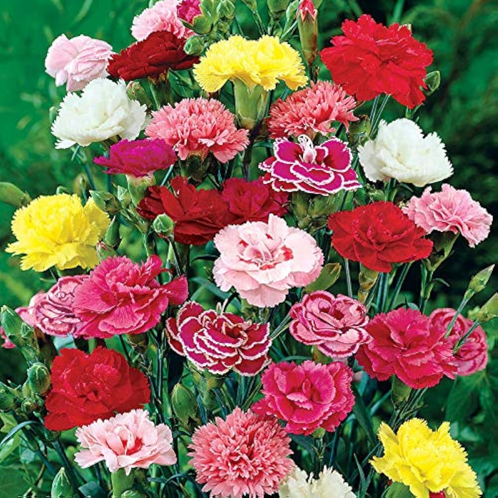 rose dianthus flower seeds