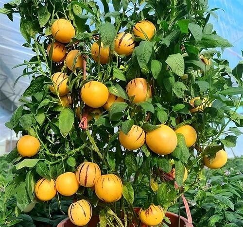 Orange Ginseng Seeds – Heirloom, Non-GMO, High Germination Organic Garden Seeds