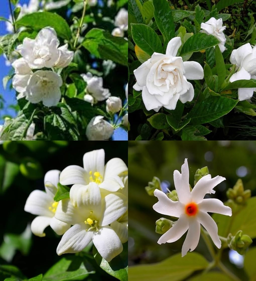 Jasmine Flower Seeds – Heirloom, Non-GMO, High Germination Seeds for Planting