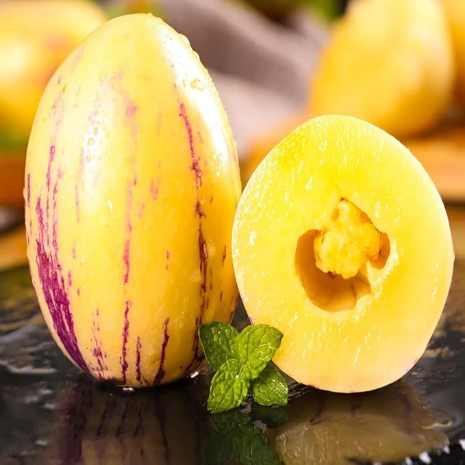 Sugar Gold Pepino Melon Fruit Seeds for Planting – Heirloom Non-GMO High Germination Organic Garden Seeds