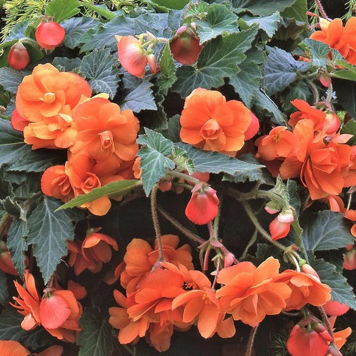 Semillas de flores de begonia tuberosa naranja – Cimelio, sin OMG, alta germinación, semillas orgánicas para jardín