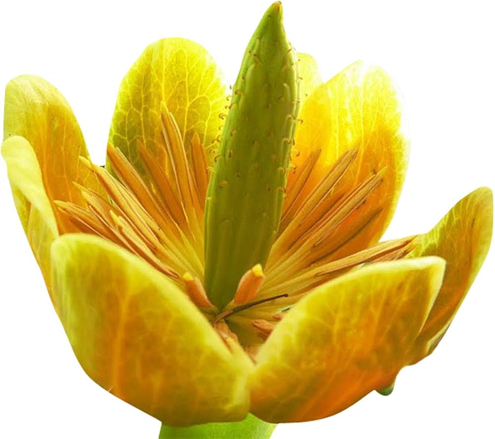 liriodendron tulipifera flower seeds