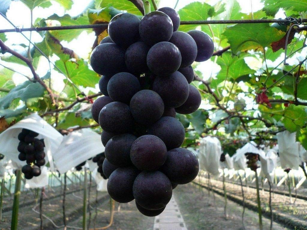 japanese miniature flower seeds