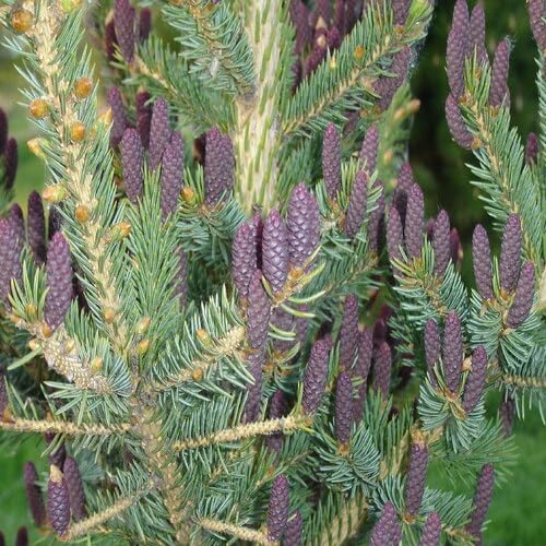 purplepinetreeheirloomnongmo flower seeds
