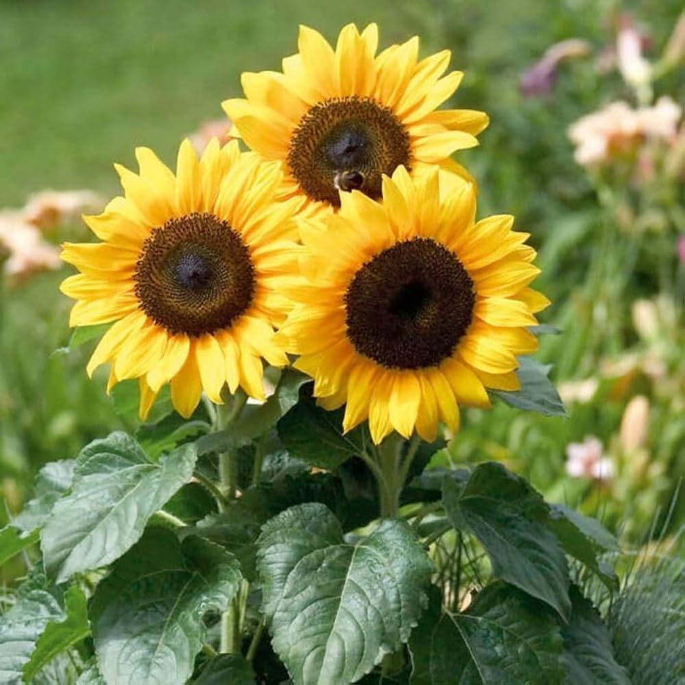 french dwarf flower seeds
