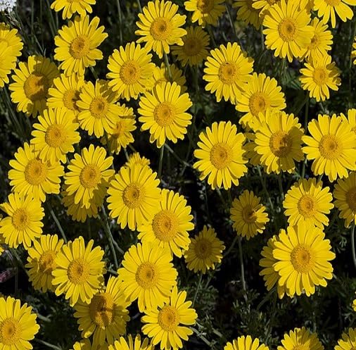 Yellow Chamomile Flower Seeds – Heirloom, Non-GMO, High Germination Organic Garden Seeds