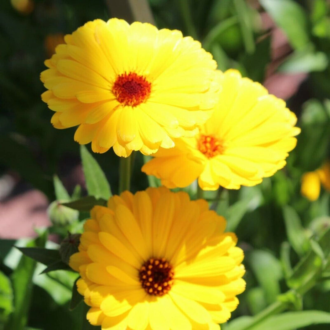 Yellow Calendula Flower Seeds – Heirloom, Non-GMO, High Germination Organic Seeds