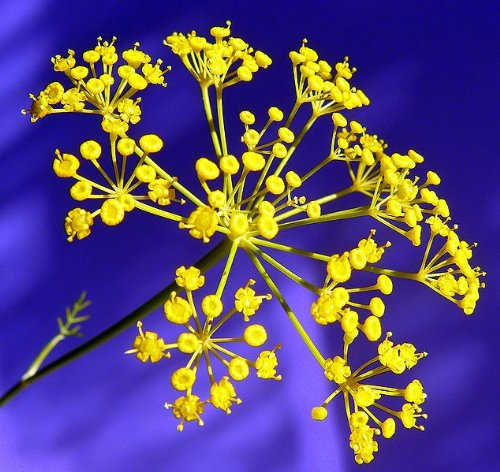 Dill Anethum herb seeds