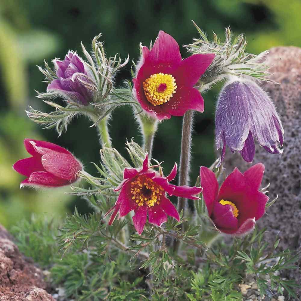 red anemone flower seeds