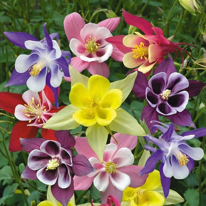 Columbine Makhana Flower Seeds Mixed for Planting – Heirloom Non-GMO Organic Seeds