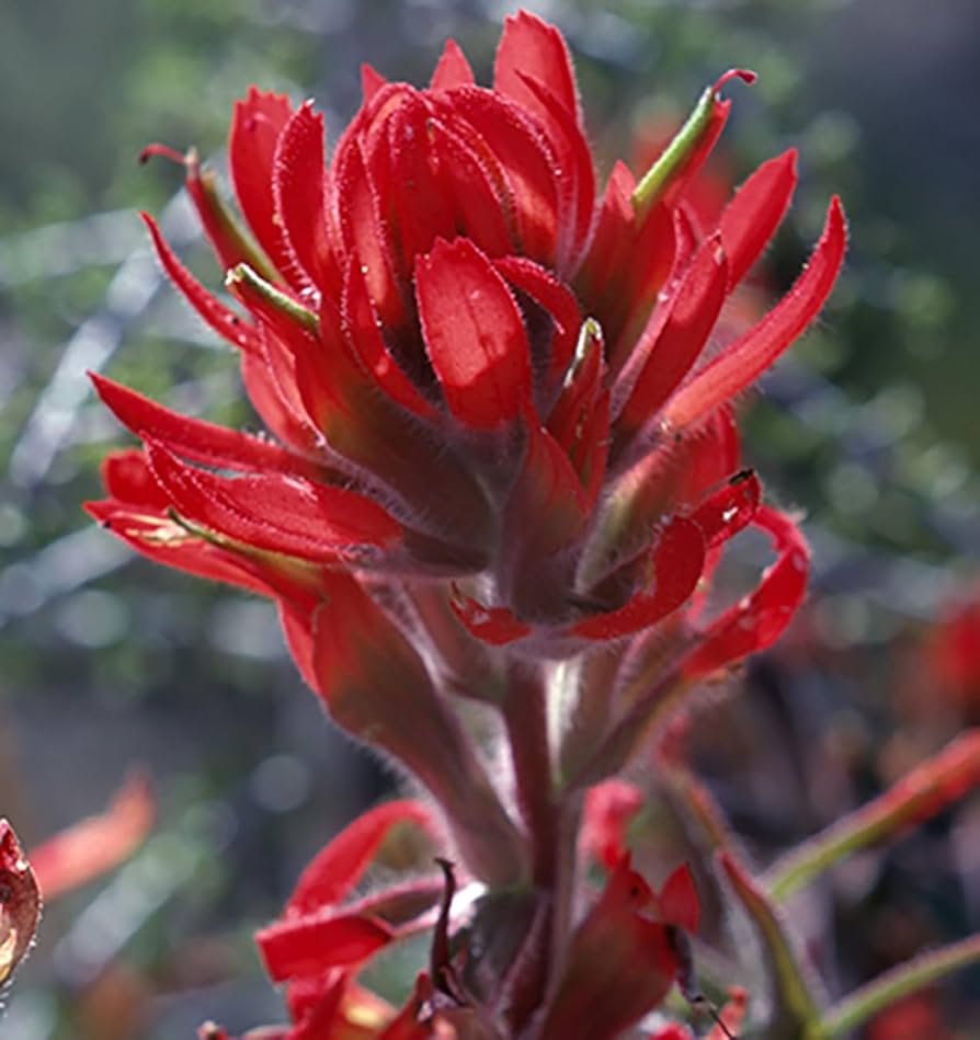 Red Castilleja Miniata Flower Seeds – Heirloom, Non-GMO, High Germination Organic Garden Seeds for Planting Seeds for Planting