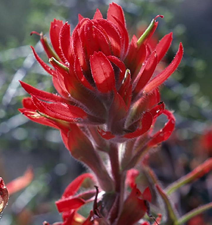 Red Castilleja Miniata Flower Seeds – Heirloom, Non-GMO, High Germination Organic Garden Seeds for Planting Seeds for Planting