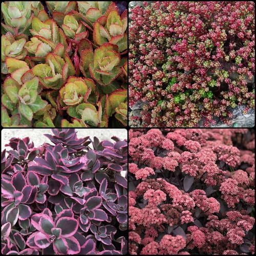 mixedsedumheirloomnongmo flower seeds