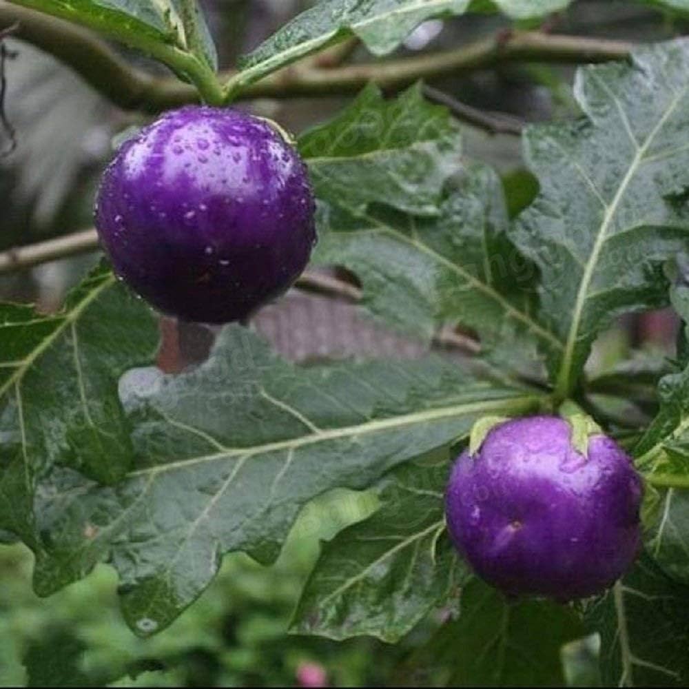 purple organic flower seeds