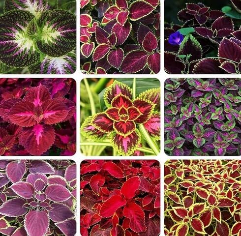 mixedcoleusheirloomnongmo flower seeds