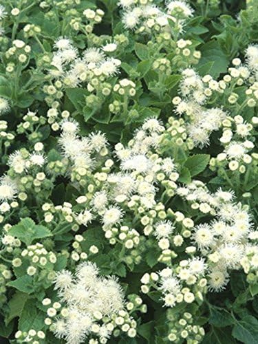 white floss flower seeds