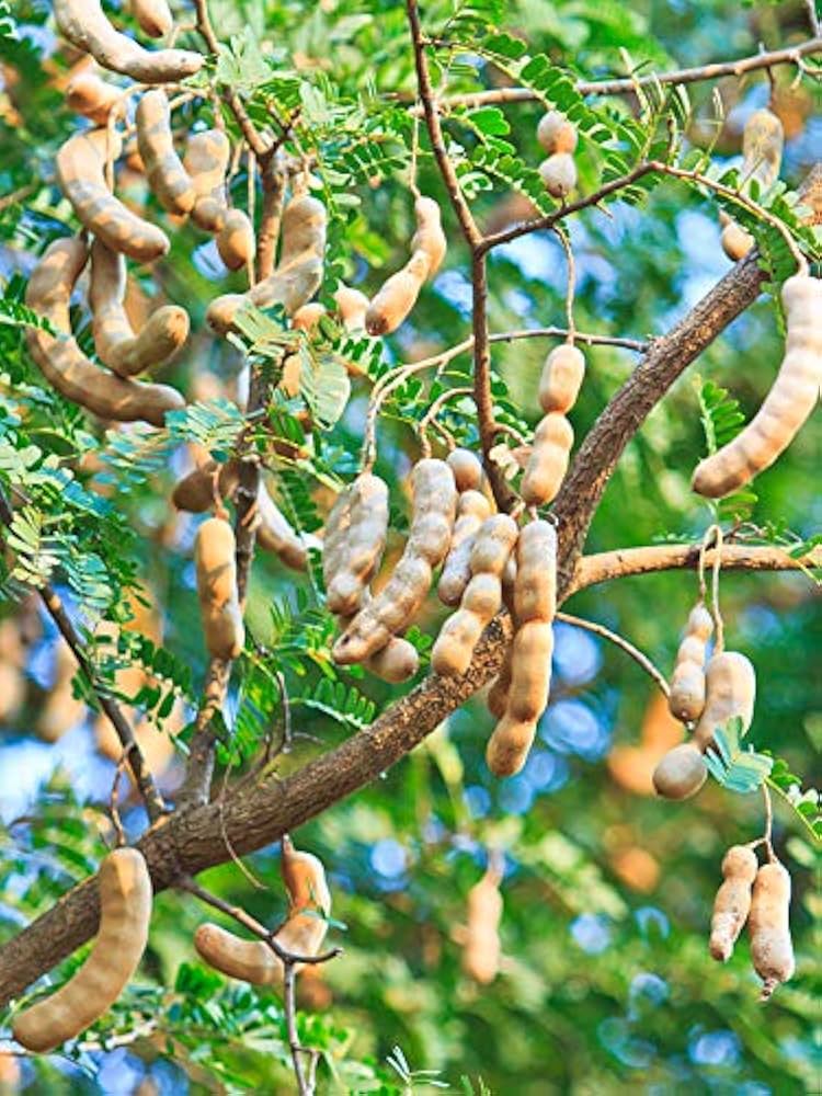 orchid tamarind flower seeds
