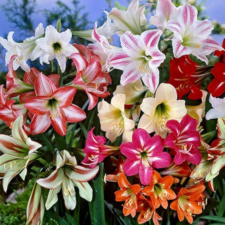 Amaryllis Flower Seeds For Planting Mixed – Heirloom, Non-GMO, High Germination Seeds