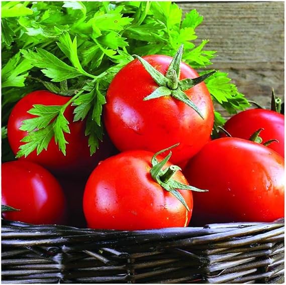 tomato solanum flower seeds