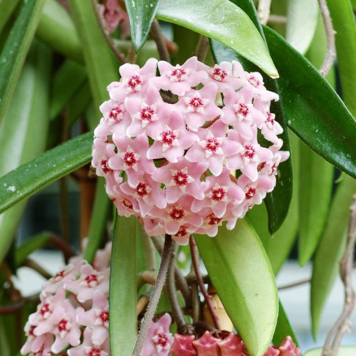 Hoya Carnosa Flower Seeds Pink – Seeds for Planting, Heirloom, Non-GMO, High Germination Organic Garden Seeds