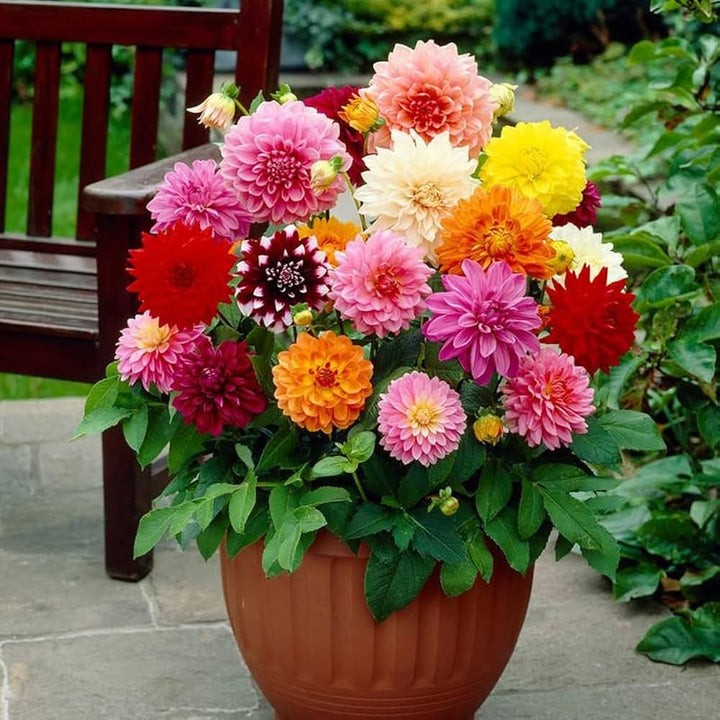 Dahlia Bulbs for Planting Seeds for Planting