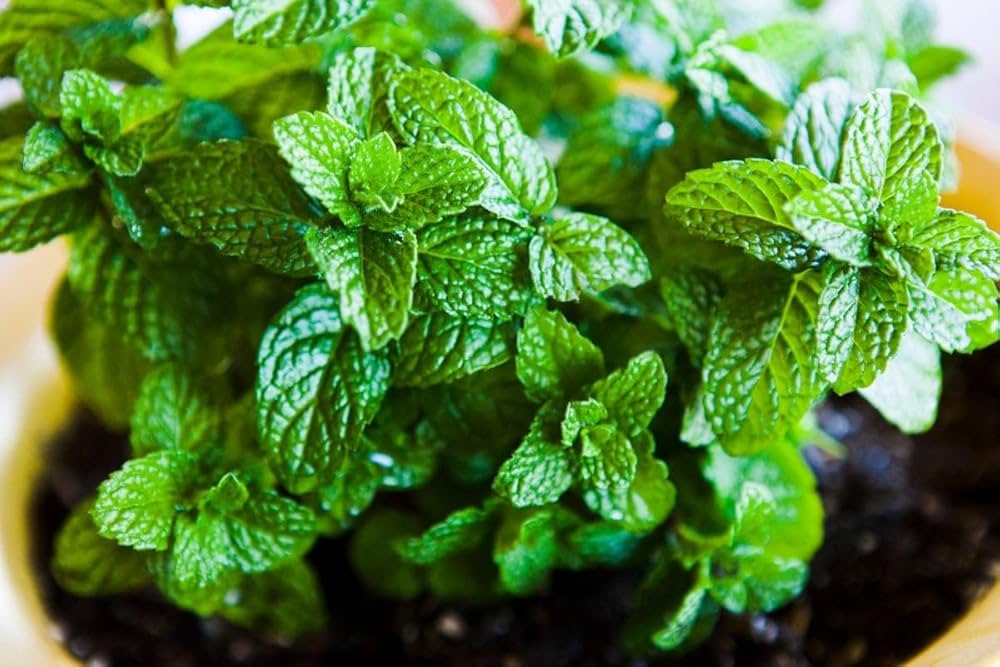Green Mint herb seeds