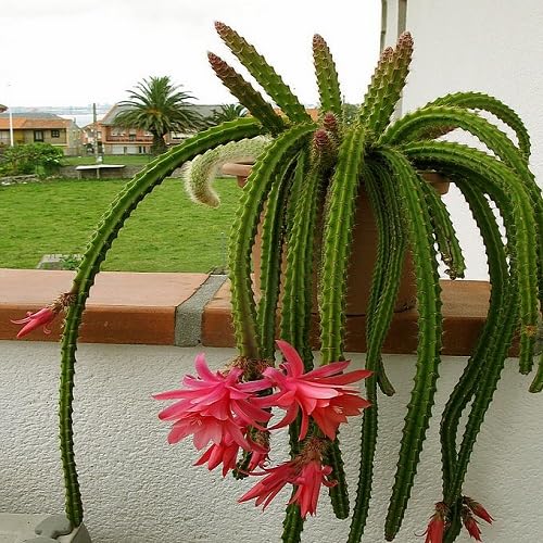 Pink Flagelliformis Flower Seeds – Heirloom, Non-GMO High Germination Seeds for Planting | Organic Garden Seeds