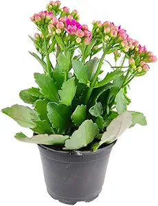 kalanchoe kalanchoe flower seeds