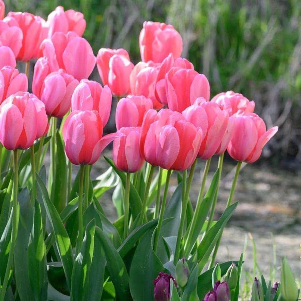 barcelona tulip flower seeds