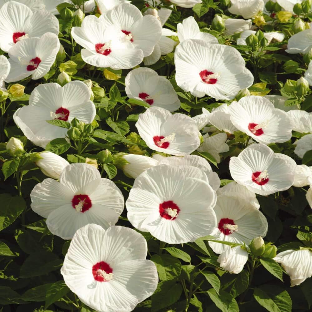 hardy luna flower seeds