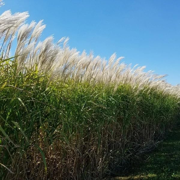 miscanthus miscanthus flower seeds