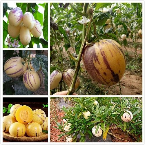 Mixed Solanum Muricatum Seeds – Heirloom, Non-GMO, High Germination Organic Garden Seeds for Planting