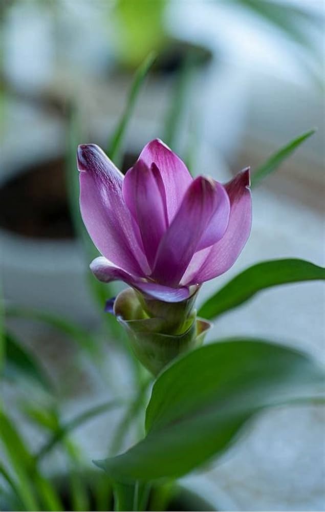 Purple Curcuma Flower Seeds for Planting Heirloom Non-GMO High Germination Organic Garden Seeds