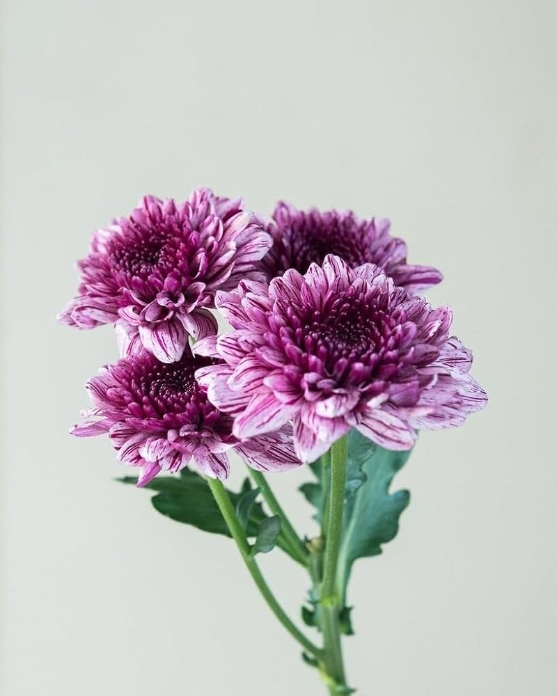 chrysanthemum chrysanthemum flower seeds