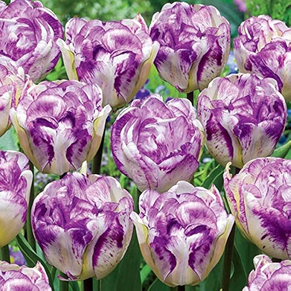 purple white flower seeds
