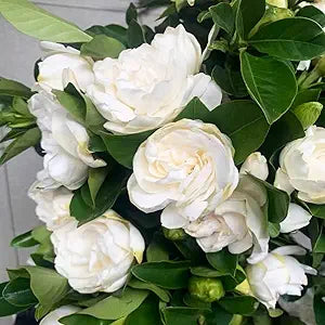cape jasmine flower seeds