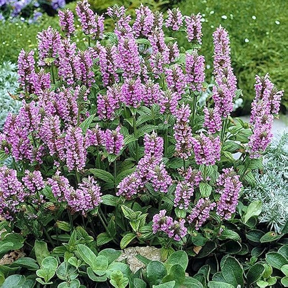 rare plan flower seeds