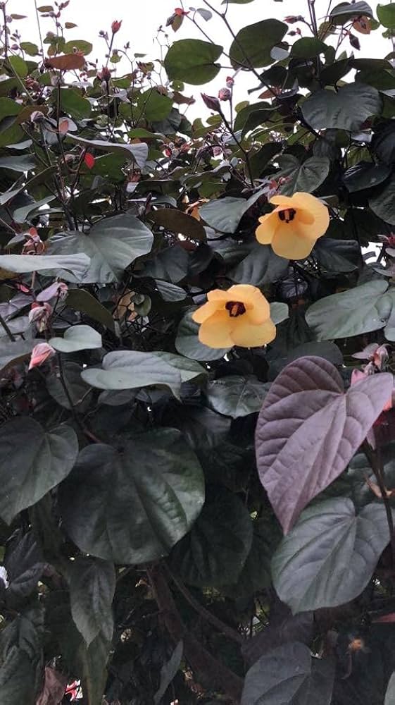 Yellow Hibiscus Tiliaceus Flower Seeds – Heirloom Non-GMO High Germination Seeds