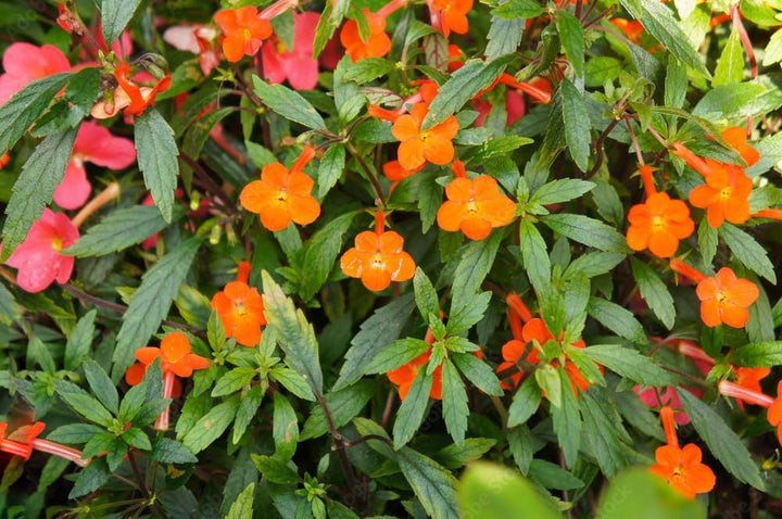 Orange Achimenes Flower Seeds – Heirloom, Non-GMO, High Germination Seeds