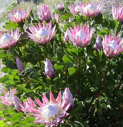 Semillas de Flor de Protea – Crianza, Sin OGM, Semillas Orgánicas de Alta Germinación para Sembrar