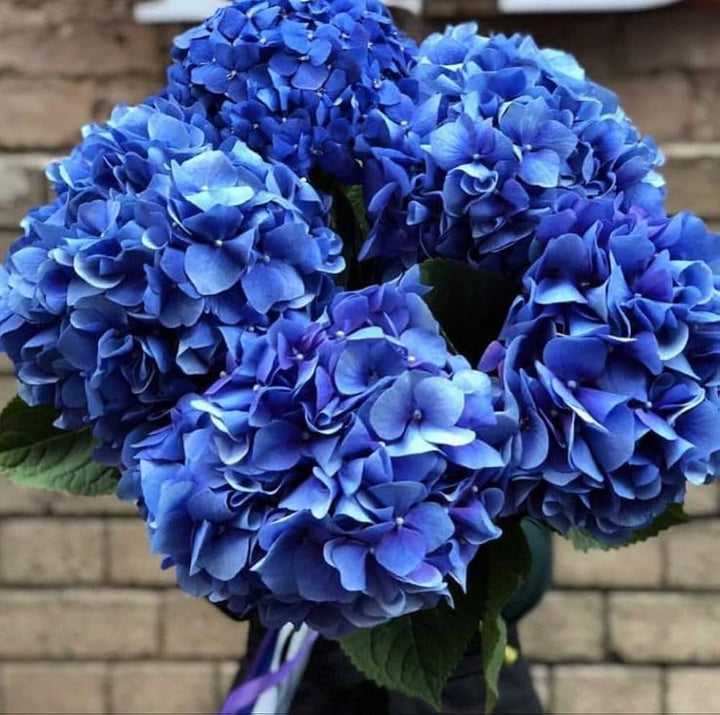 blue blue flower seeds