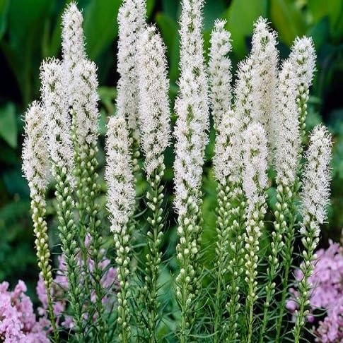 Liatris Flower Seeds – Heirloom, Non-GMO, High Germination Organic Garden Seeds for Planting