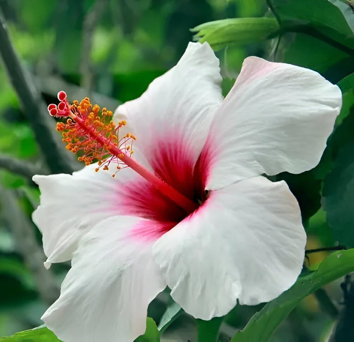 Pink White Hibiscus Flower Seeds Heirloom Non-GMO High Germination Organic Garden Seeds for Planting