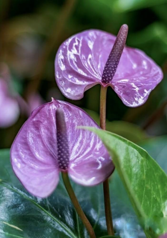 Violet Anthurium Flower Seeds for Planting – Heirloom Non-GMO High Germination Organic Seeds
